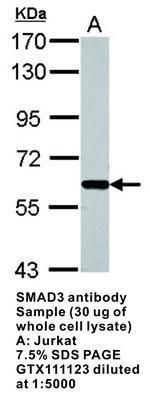 SMAD3 antibody, GeneTex