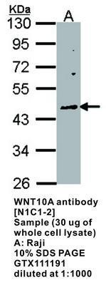 WNT10A antibody [N1C1-2], GeneTex