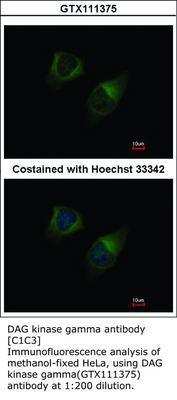 DAG kinase gamma antibody [C1C3], GeneTex