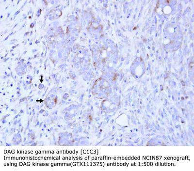 DAG kinase gamma antibody [C1C3], GeneTex