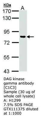 DAG kinase gamma antibody [C1C3], GeneTex