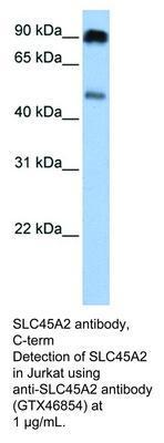 RB PAB TO SLC45A2