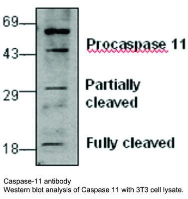 RB PAB TO CASPASE-11