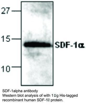 RB PAB TO SDF-1ALPHA