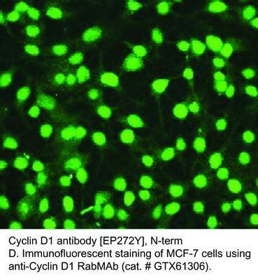 RB MAB TO CYCLIN D1