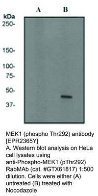 RB MAB TO MEK1 (PT292)