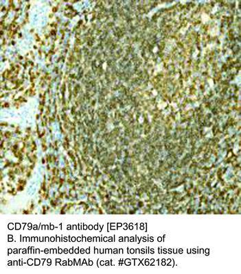 RB MAB TO CD79A/MB-1