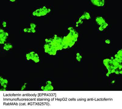 RB MAB TO LACTOFERRIN