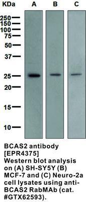 RB MAB TO BCAS2