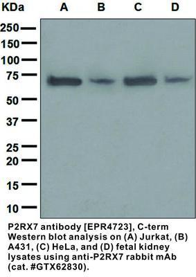 RB MAB TO P2RX7