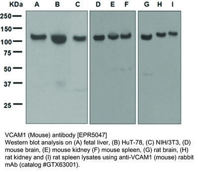 RB MAB TO VCAM1 (MOUSE)