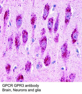 RB PAB TO GPCR GPR3