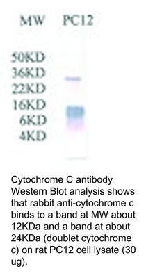 CK PAB TO CYTOCHROME C