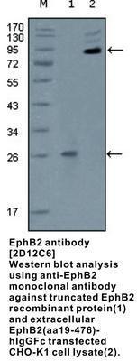 MS MAB TO EPHB2