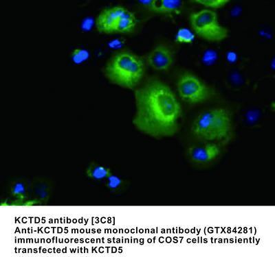 MS MAB TO KCTD5