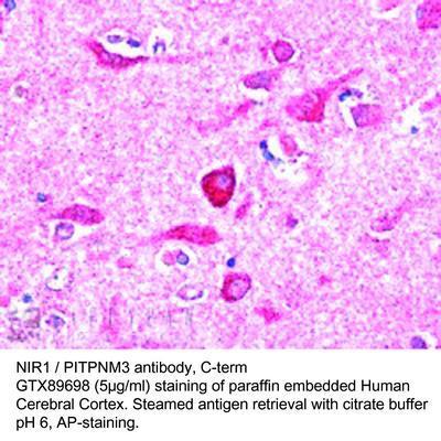 GT PAB TO NIR1 / PITPNM3