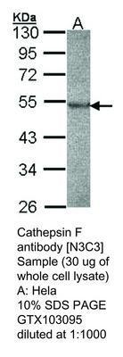 RB PAB TO CATHEPSIN F