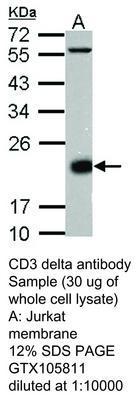 RB PAB TO CD3 DELTA