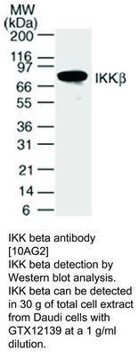 MS MAB TO IKK BETA