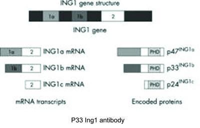 GT PAB TO P33 ING1