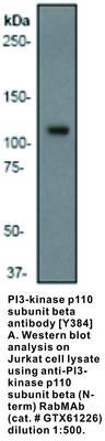 RB MAB TO PI3-KINASE P110 B