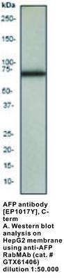 AFP antibody [EP1017Y], C-term, GeneTex