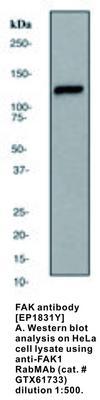 FAK antibody [EP1831Y], GeneTex