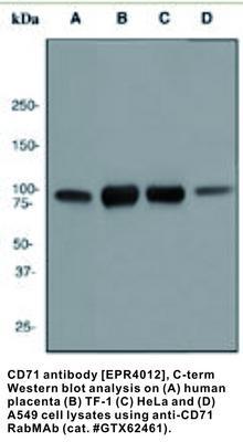 RB MAB TO CD71