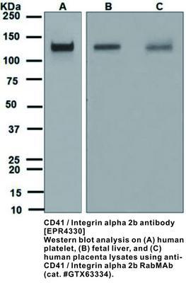 RB MAB TO CD41