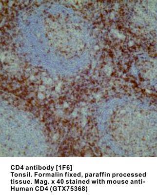 CD4 antibody [1F6] - 200µl, GeneTex