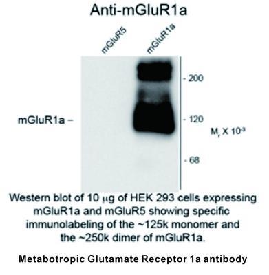 RB PAB TO META GLUT REC 1A