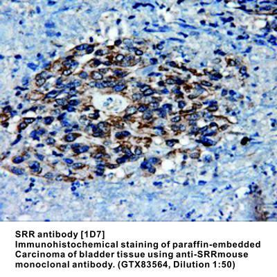 SRR antibody [1D7], GeneTex