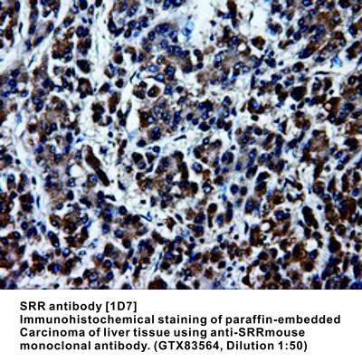 SRR antibody [1D7], GeneTex