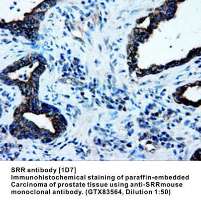 SRR antibody [1D7], GeneTex