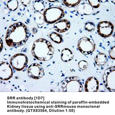 SRR antibody [1D7], GeneTex