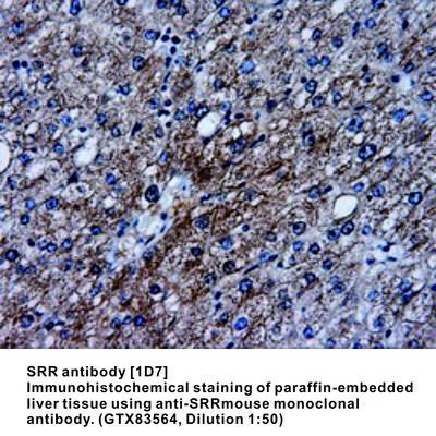 SRR antibody [1D7], GeneTex