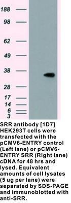 SRR antibody [1D7], GeneTex