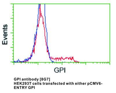 GPI antibody [8G7], GeneTex