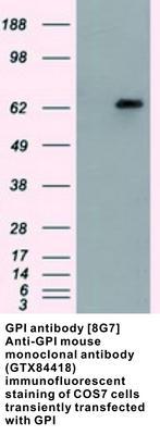 GPI antibody [8G7], GeneTex