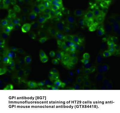 GPI antibody [8G7], GeneTex