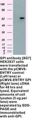 GPI antibody [8G7], GeneTex