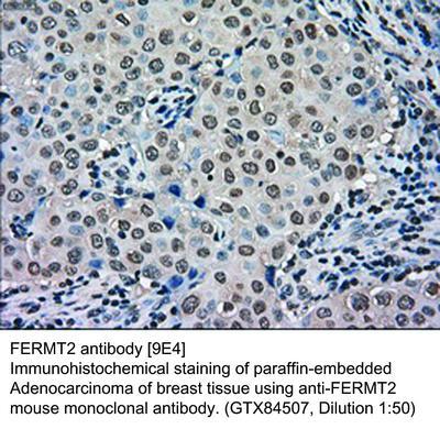 MS MAB TO FERMT2