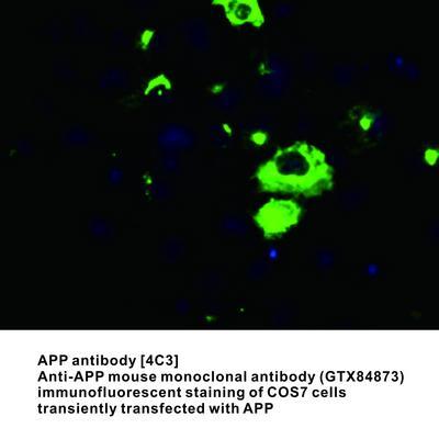 APP antibody [4C3], GeneTex