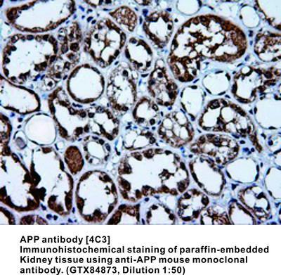 APP antibody [4C3], GeneTex