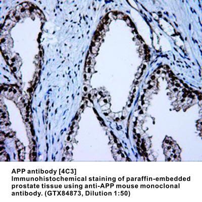 APP antibody [4C3], GeneTex