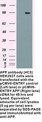 APP antibody [4C3], GeneTex