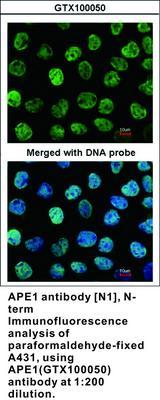 APE1 antibody [N1], N-term, GeneTex