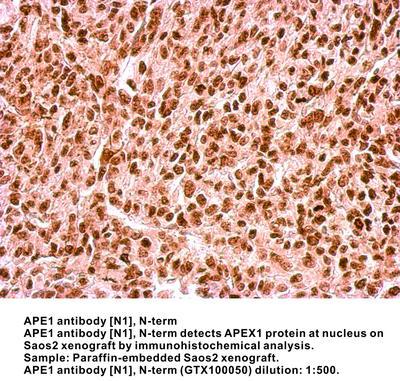 APE1 antibody [N1], N-term, GeneTex