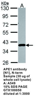 APE1 antibody [N1], N-term, GeneTex