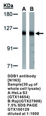 DDB1 antibody [N1N3], GeneTex